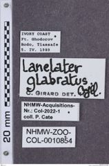 Etikette zu Lanelater glabratus (NHMW-ZOO-COL-0010854)